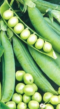 Горох Преладо F1(россыпь)