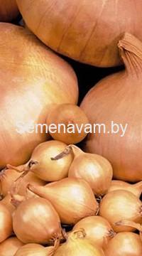 Лук-севок  Штутгартер 0.5 кг РФ