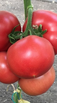 Томат  Пинк Айди F1 (россыпь)