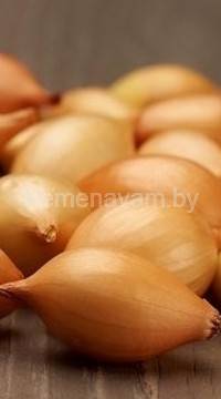 Лук-севок Купидо 0.5 кг Нидерланды