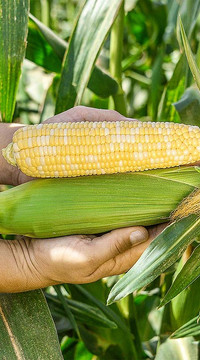 Кукуруза Кейт F1 (россыпь)