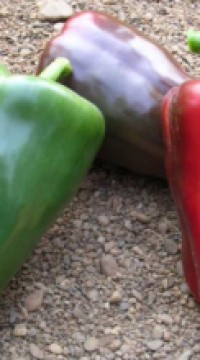 Перец сладкий АДИГЕ F1 (россыпь)