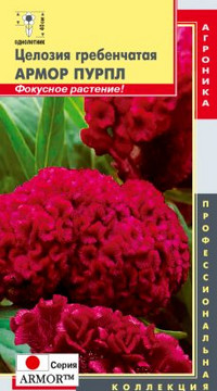 Целозия гребенчатая  АРМОР ПУРПЛ  Серия «ARMOR™» (Япония)