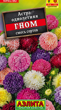 Астра Гном, смесь сортов