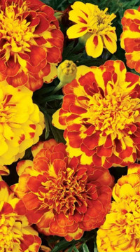 Бархатцы Фламенко