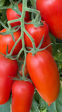 Помидор Тезоро F1