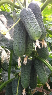 Огурец Бьерн F1 (россыпь)