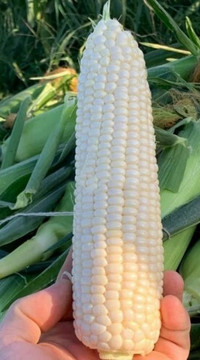 Кукуруза Николь F1 (россыпь)