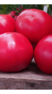 Томат Макан F1 (россыпь)