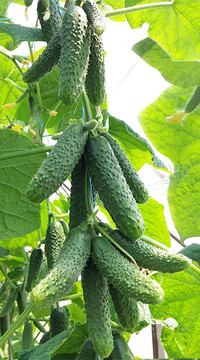 Огурец Такери F1 (россыпь)