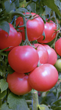 Томат Панамера F1(россыпь)