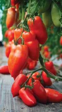 Томат БЕЛЛАНДИН F1(россыпь)