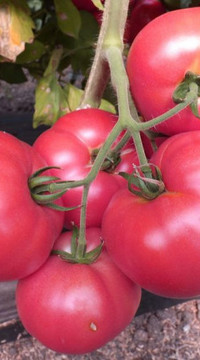 Томат ВЕРМИЛИОН F1(россыпь)