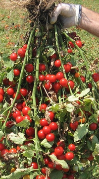 Томат Рензино F1 (россыпь)