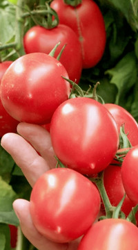 Томат Калабрезе(россыпь)