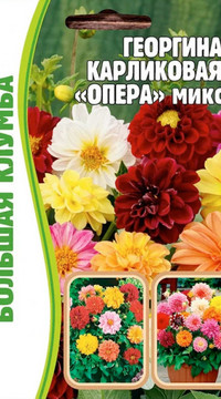 Георгина Опера Микс карликовая