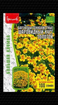 Бархатцы Шаровидный Куст Золотой тонколистные