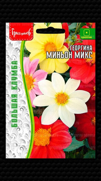 Георгина Миньон Микс