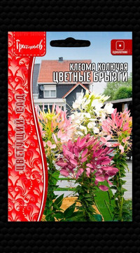 Клеома Цветные Брызги колючая