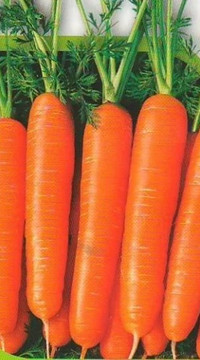 Морковь Дордонь F1 (россыпь)